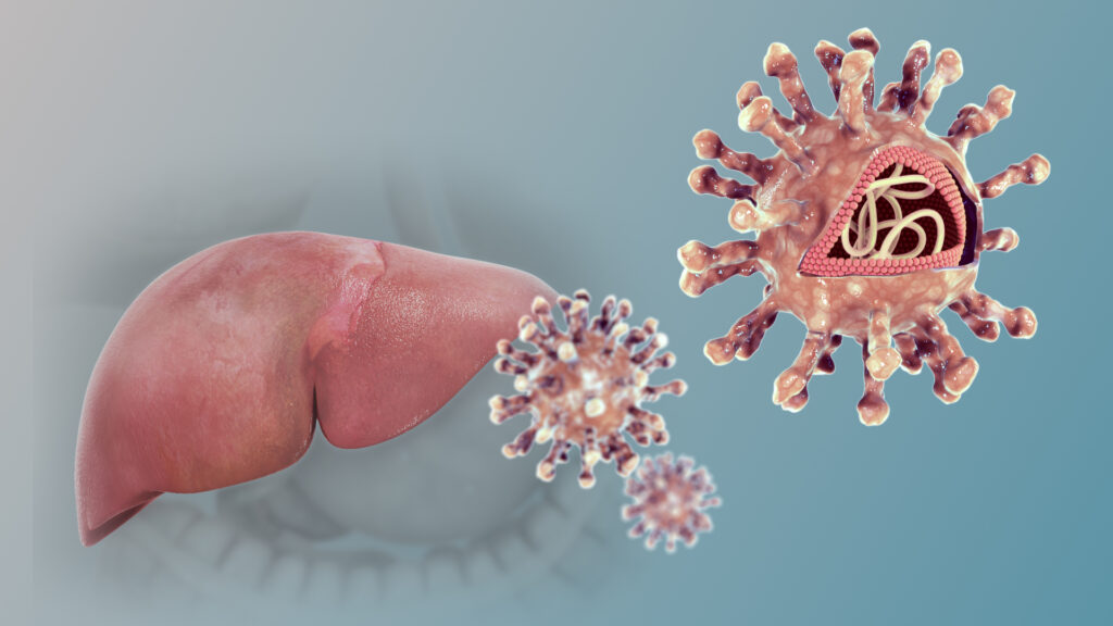 image of liver and hep c virus
